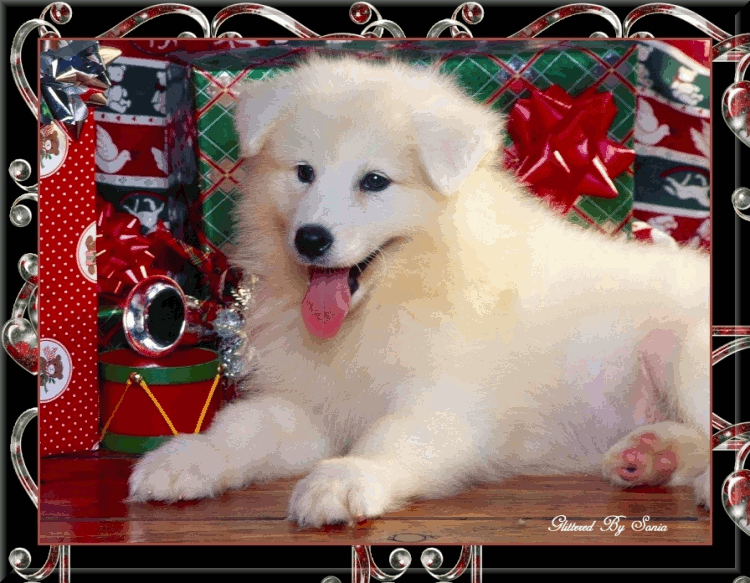 Imagenes de lindo perrito en navidad